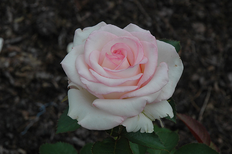 Moonstone Rose (Rosa 'Moonstone') at Millcreek Gardens