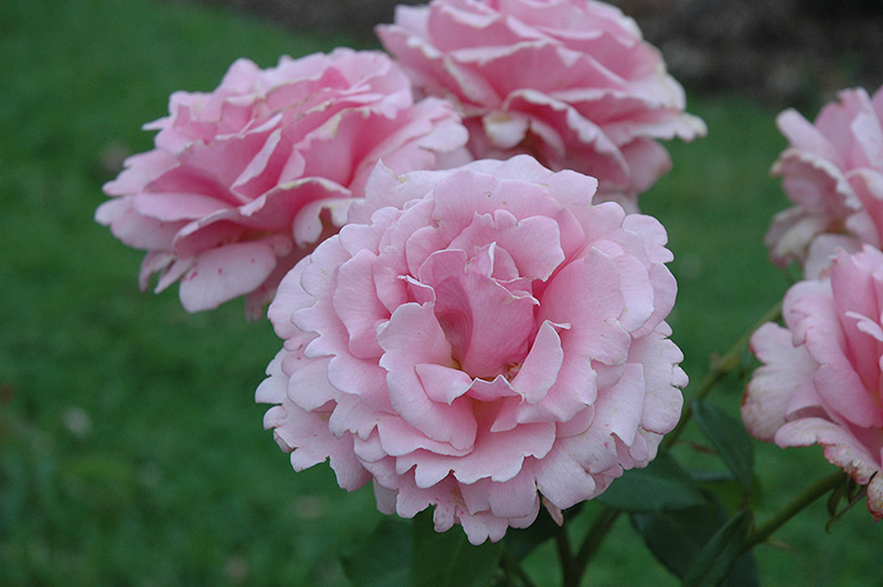 Memorial Day Rose (Rosa 'Memorial Day') at Millcreek Gardens