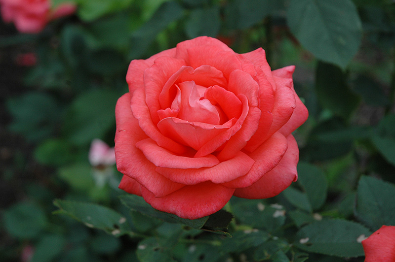Tropicana Rose (Rosa 'Tropicana') at Millcreek Gardens