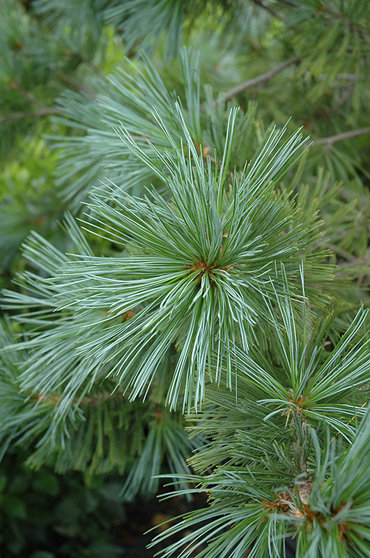 Vanderwolf's Pyramid Pine (Pinus flexilis 'Vanderwolf's Pyramid') at Millcreek Gardens