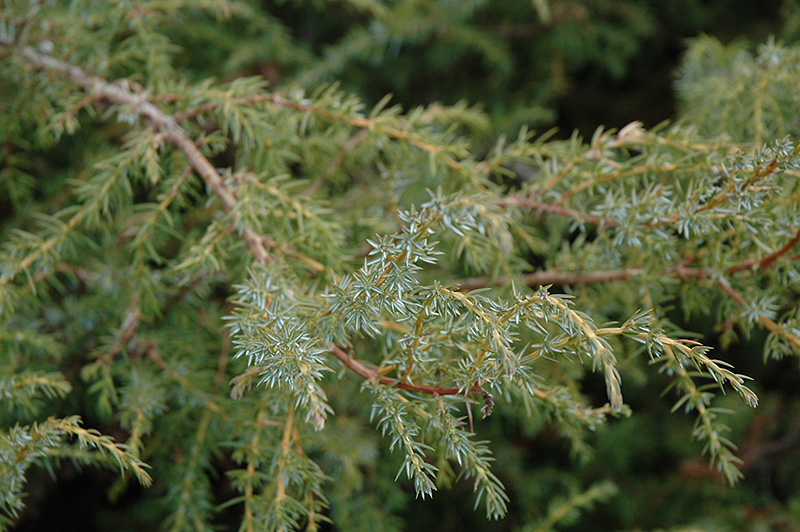 Common Juniper (Juniperus communis) at Millcreek Gardens
