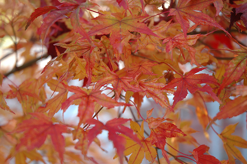 Butterfly Variegated Japanese Maple (Acer palmatum 'Butterfly') at Millcreek Gardens