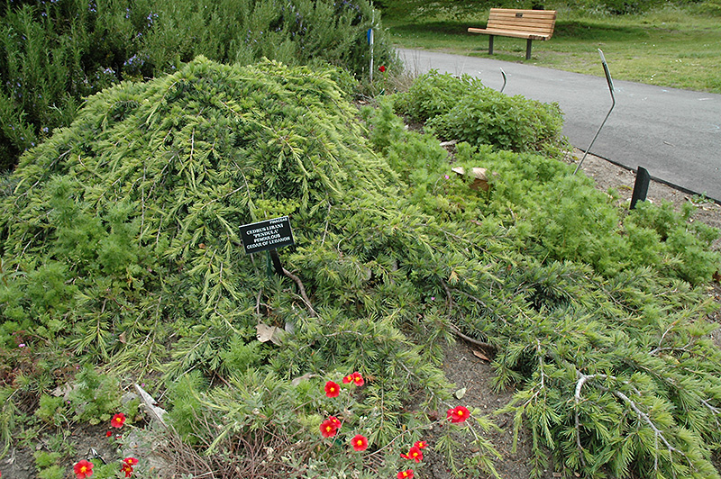 Weeping Cedar of Lebanon (Cedrus libani 'Pendula') at Millcreek Gardens