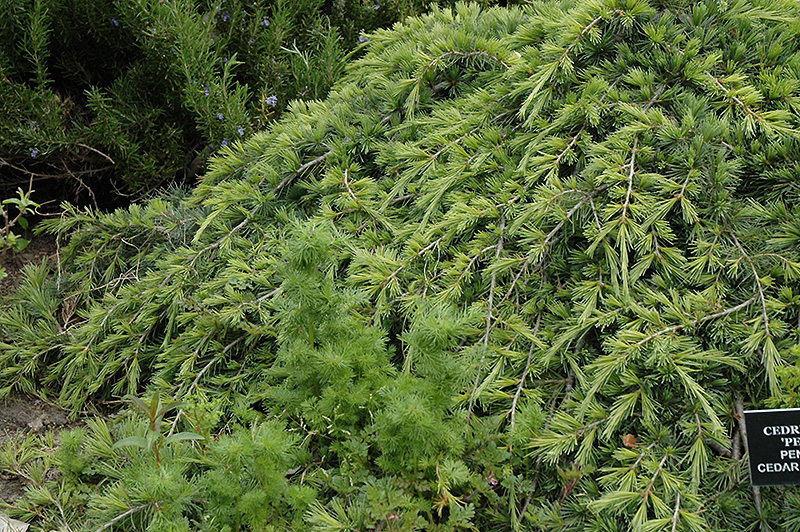 Weeping Cedar of Lebanon (Cedrus libani 'Pendula') at Millcreek Gardens