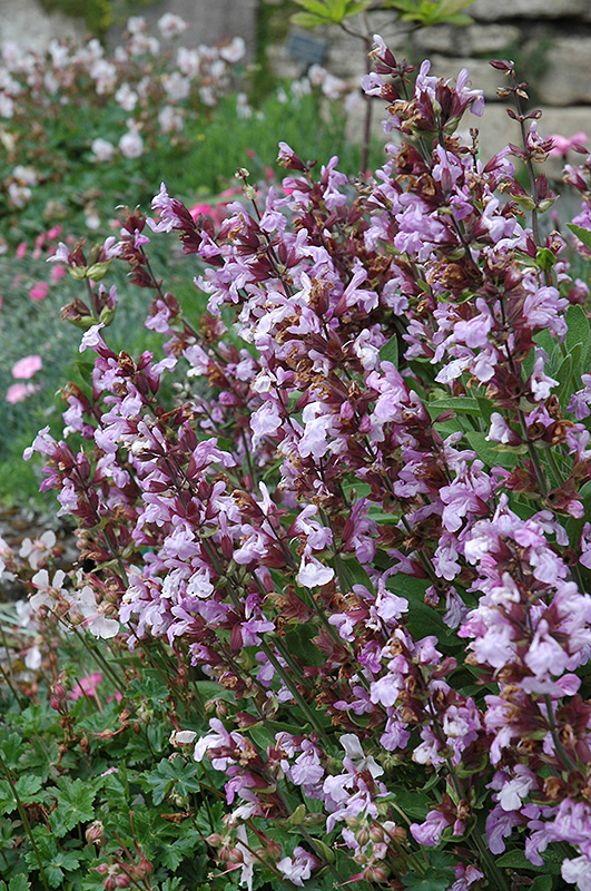 Dwarf Sage (Salvia officinalis 'Nana') at Millcreek Gardens