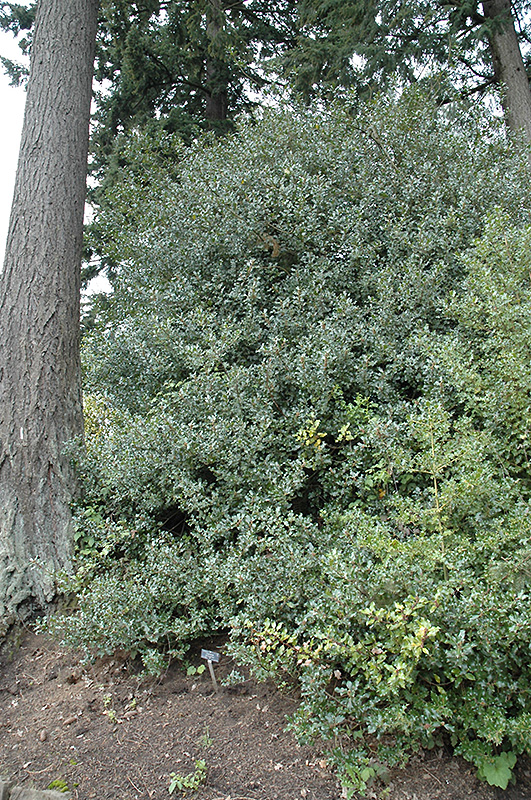English Holly (Ilex aquifolium) at Millcreek Gardens
