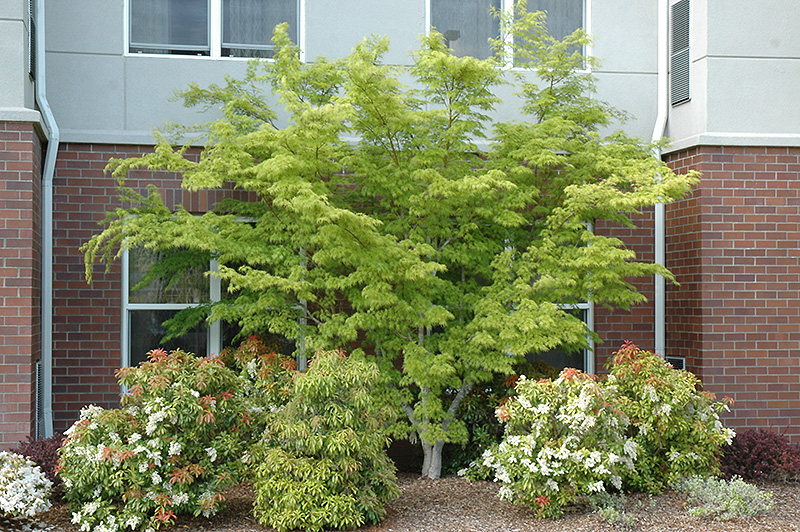 Seiryu Japanese Maple (Acer palmatum 'Seiryu') at Millcreek Gardens
