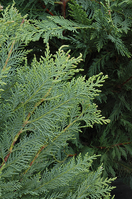 Leyland Cypress (Cupressocyparis x leylandii) at Millcreek Gardens