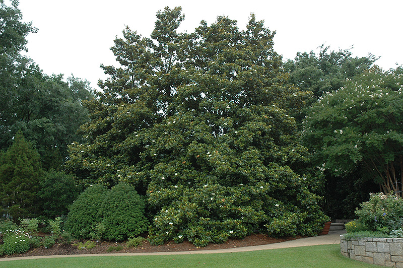 Edith Bogue Magnolia (Magnolia grandiflora 'Edith Bogue') at Millcreek Gardens