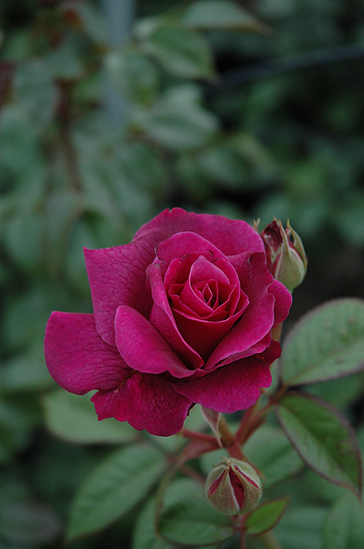 Intrigue Rose (Rosa 'Intrigue') at Millcreek Gardens
