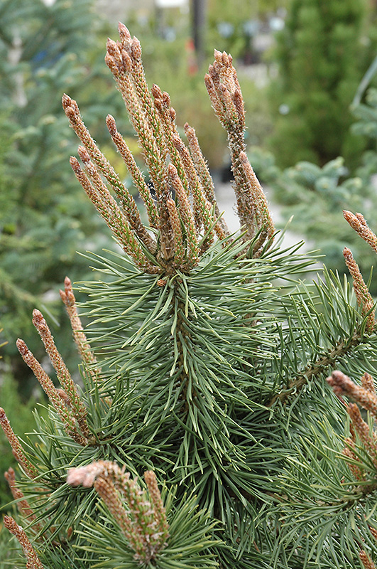 Shore Pine (Pinus contorta 'var. contorta') at Millcreek Gardens