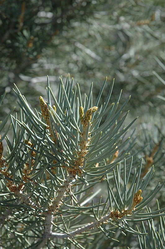 Singleleaf Pinyon Pine (Pinus monophylla) at Millcreek Gardens