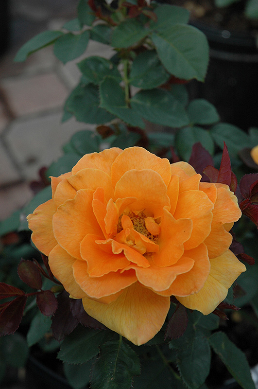 Vavoom Rose (Rosa 'Vavoom') at Millcreek Gardens