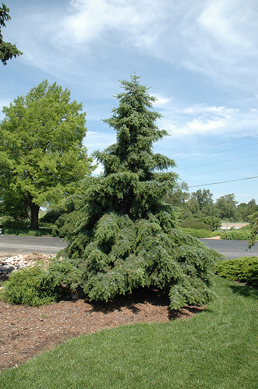 Weeping Serbian Spruce (Picea omorika 'Pendula') at Millcreek Gardens