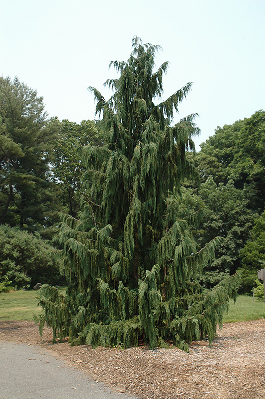 Blue Weeping Nootka Cypress (Chamaecyparis nootkatensis 'Glauca Pendula') at Millcreek Gardens