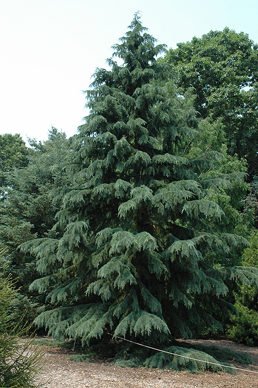 Deodar Cedar (Cedrus deodara) at Millcreek Gardens