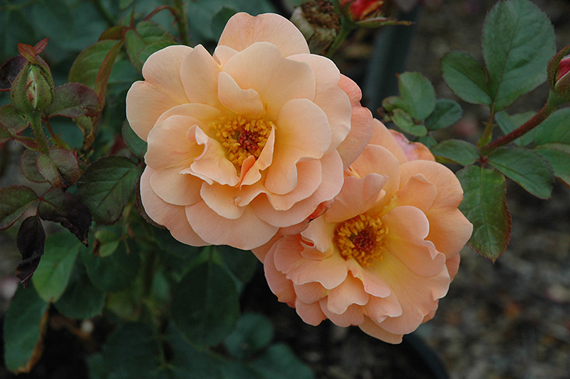 Colorific Rose (Rosa 'Colorific') at Millcreek Gardens