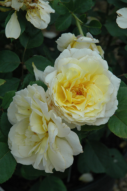 White Licorice Rose (Rosa 'White Licorice') at Millcreek Gardens