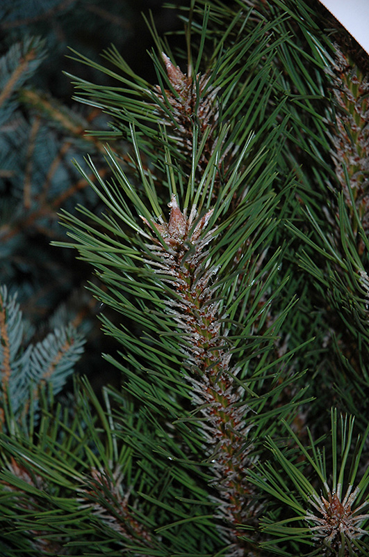 Arnold Sentinel Austrian Pine (Pinus nigra 'Arnold Sentinel') at Millcreek Gardens