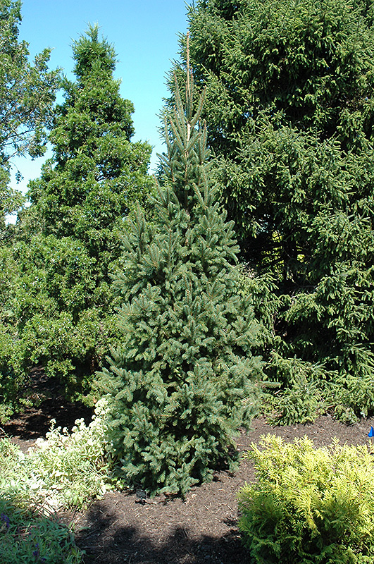 Columnar Norway Spruce (Picea abies 'Cupressina') at Millcreek Gardens
