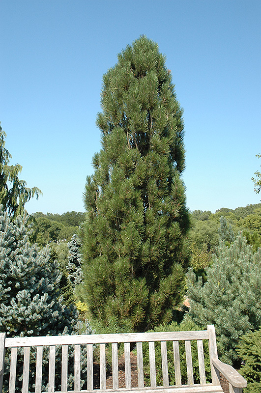 Arnold Sentinel Austrian Pine (Pinus nigra 'Arnold Sentinel') at Millcreek Gardens