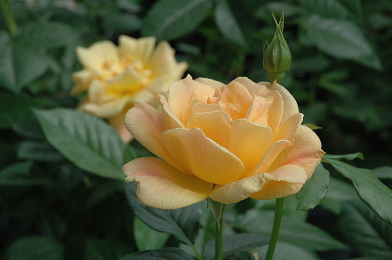Easy Going Rose (Rosa 'HARflow') at Millcreek Gardens
