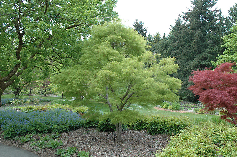 Koto No Ito Japanese Maple (Acer palmatum 'Koto No Ito') at Millcreek Gardens