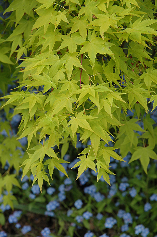 Aureum Japanese Maple (Acer palmatum 'Aureum') at Millcreek Gardens
