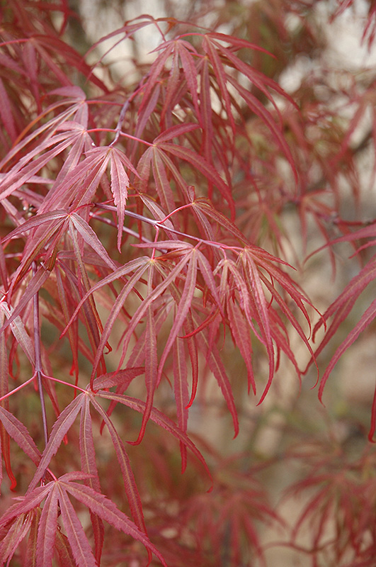 Ribbon-leaf Japanese Maple (Acer palmatum 'Atrolineare') at Millcreek Gardens