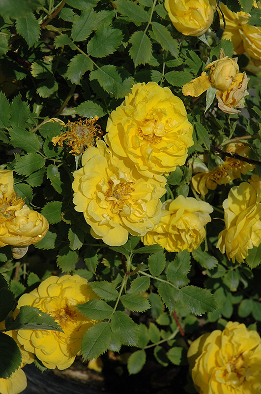Persian Yellow Rose (Rosa 'Persian Yellow') at Millcreek Gardens