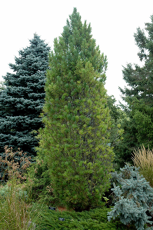Columnar Swiss Stone Pine (Pinus cembra 'Stricta') at Millcreek Gardens