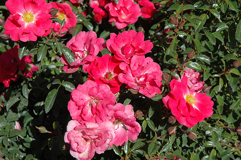 Flower Carpet Pink Supreme Rose (Rosa 'Flower Carpet Pink Supreme') at Millcreek Gardens