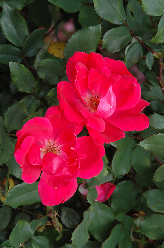 Red Knock Out Rose (Rosa 'Red Knock Out') at Millcreek Gardens