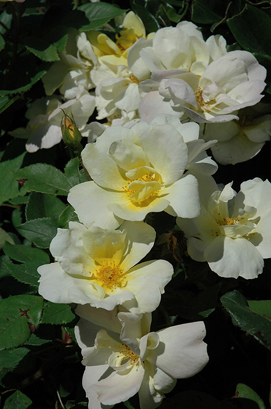 Sunny Knock Out Rose (Rosa 'Radsunny') at Millcreek Gardens