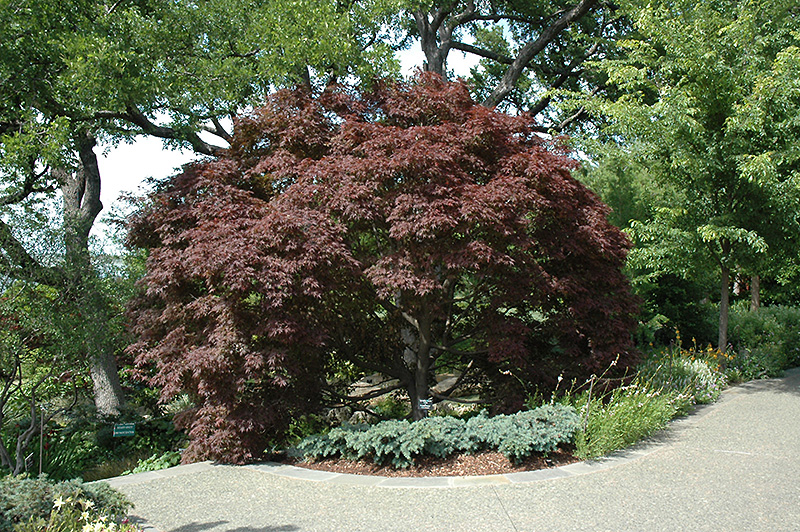 Burgundy Lace Japanese Maple (Acer palmatum 'Burgundy Lace') at Millcreek Gardens