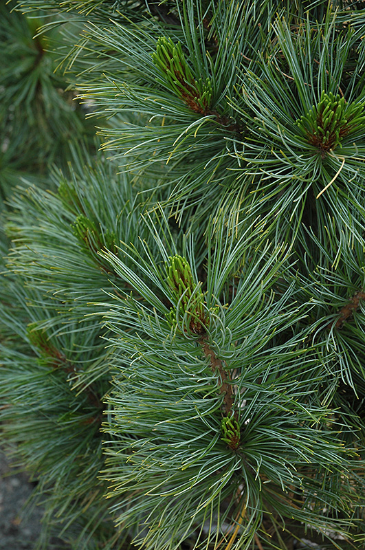 Algonquin Pillar Swiss Stone Pine (Pinus cembra 'Algonquin Pillar') at Millcreek Gardens