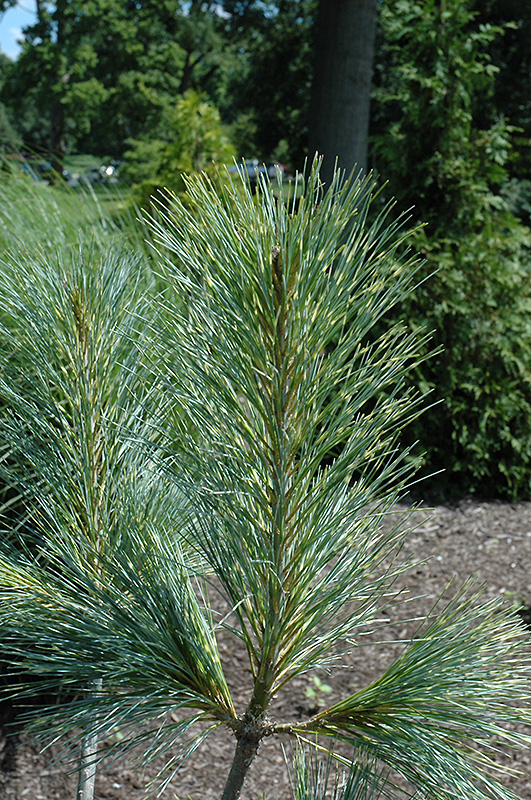 Zebrina Himalayan Pine (Pinus wallichiana 'Zebrina') at Millcreek Gardens