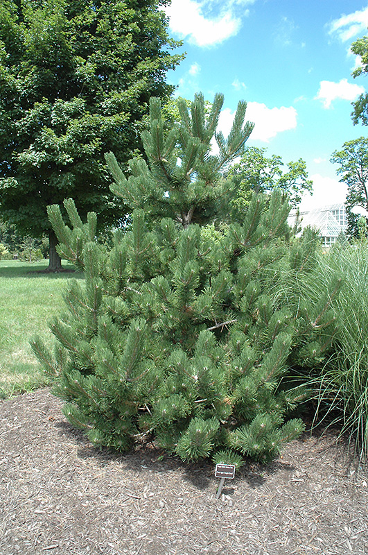 Oregon Green Austrian Pine (Pinus nigra 'Oregon Green') at Millcreek Gardens