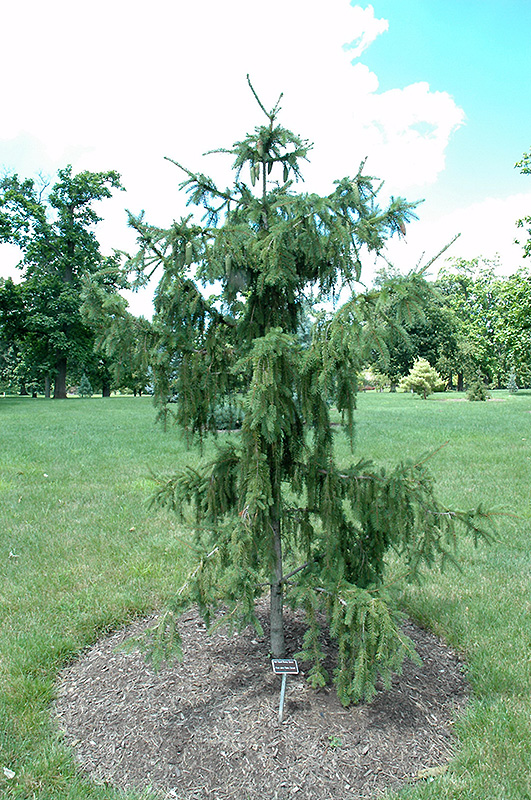Red Tipped Norway Spruce (Picea abies 'Rubra Spicata') at Millcreek Gardens