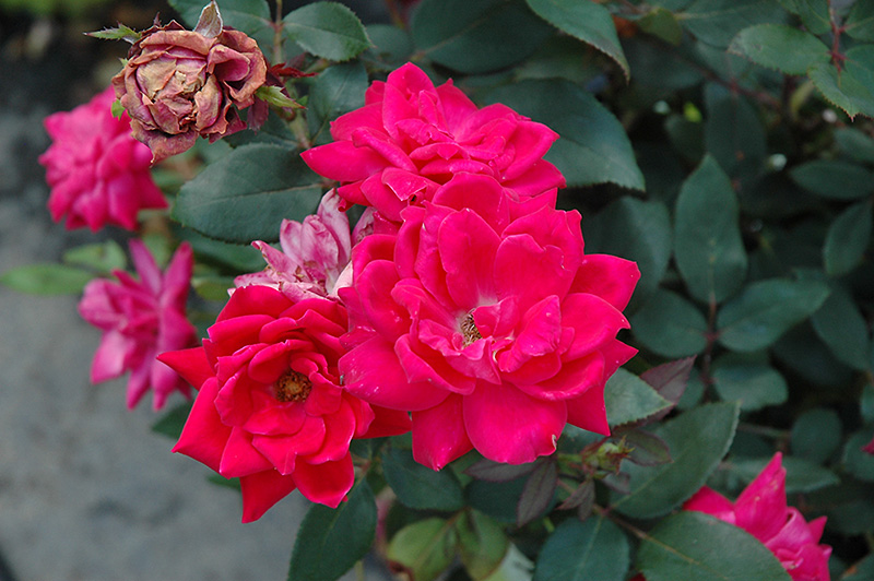 Knock Out Double Red Rose (Rosa 'Radtko') at Millcreek Gardens