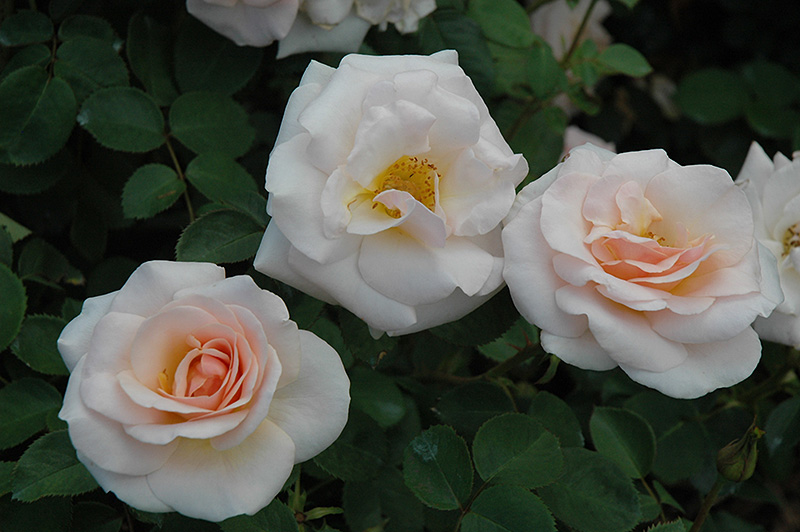 Pretty Lady Rose (Rosa 'SCRivo') at Millcreek Gardens