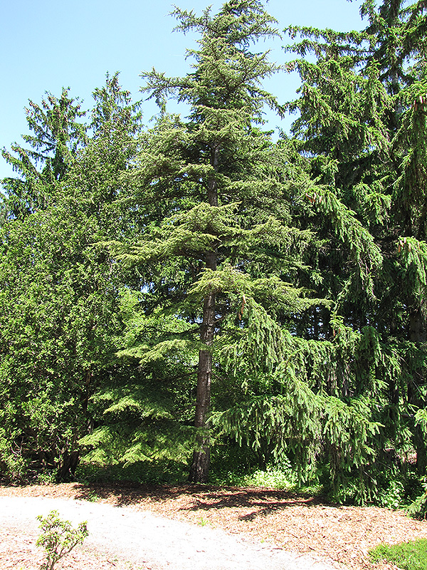 Cedar of Lebanon (Cedrus libani) at Millcreek Gardens