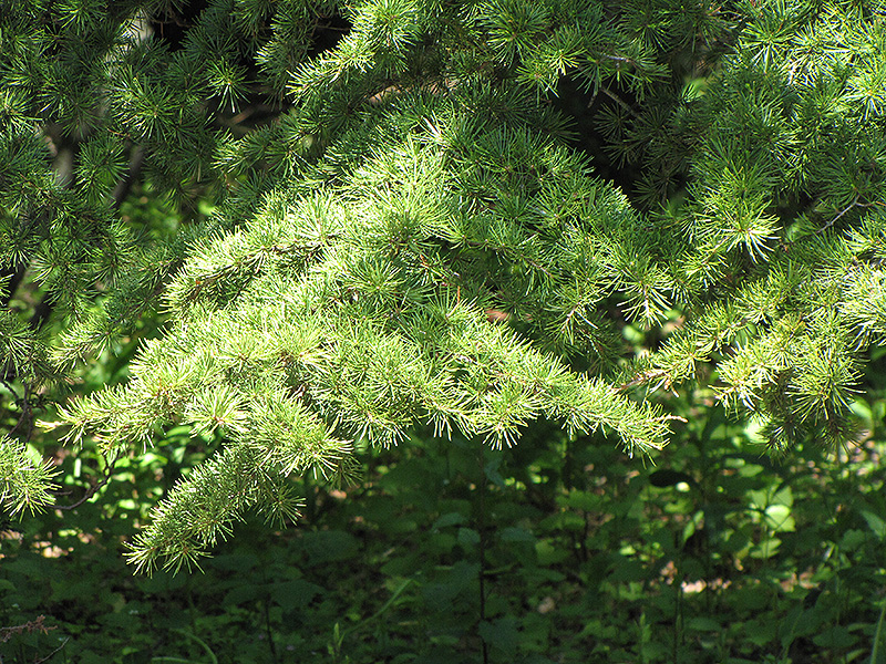 Cedar of Lebanon (Cedrus libani) at Millcreek Gardens