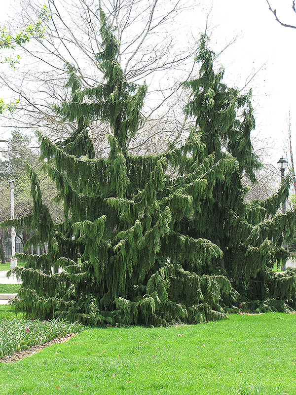 Nootka Cypress (Chamaecyparis nootkatensis) at Millcreek Gardens