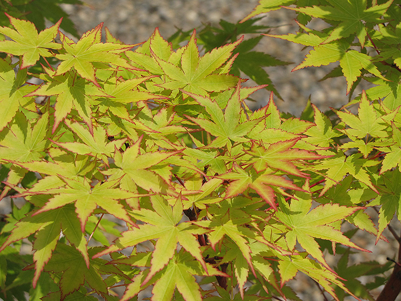Coral Bark Japanese Maple (Acer palmatum 'Sango Kaku') at Millcreek Gardens