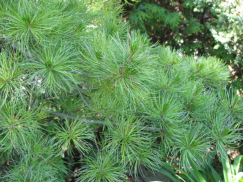 Japanese White Pine (Pinus parviflora) at Millcreek Gardens