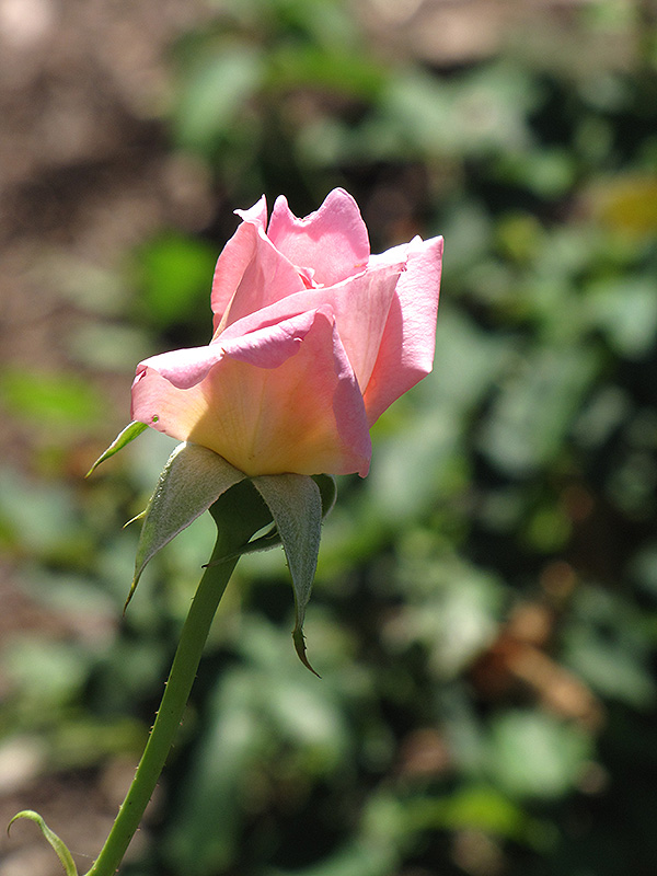 Tiffany Rose (Rosa 'Tiffany') at Millcreek Gardens