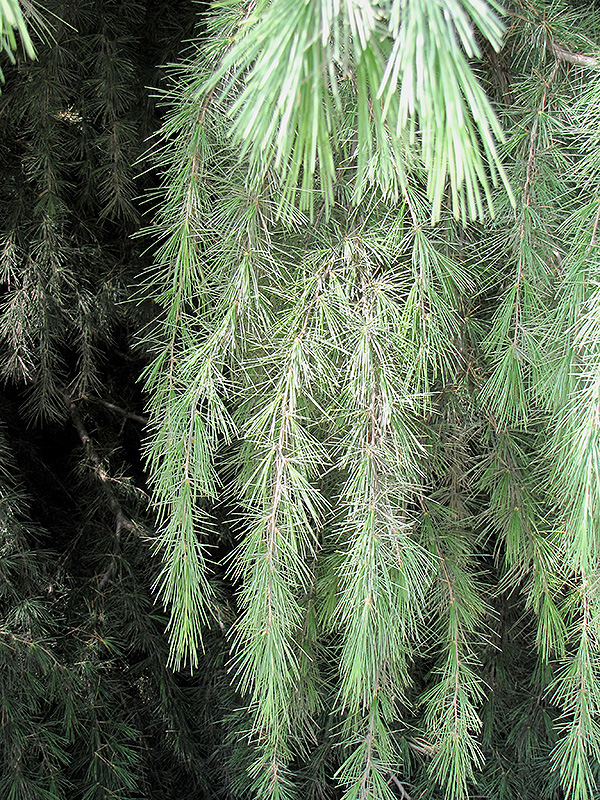 Kashmir Deodar Cedar (Cedrus deodara 'Kashmir') at Millcreek Gardens