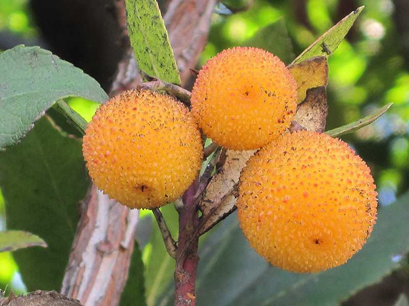 arbutus marina fruit