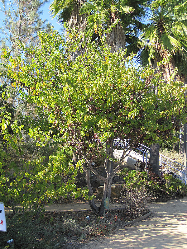 Western Redbud (Cercis occidentalis) at Millcreek Gardens